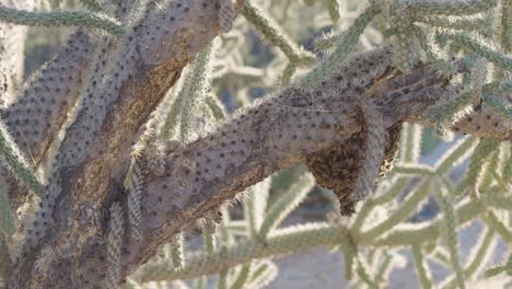 Abejas-Africanizadas-Zumbando-Alrededor-Del-Nido-Unido-A-La-Cholla-Saltadora-En-El-Desierto-Seco-De-Sonora---Tiro-Medio