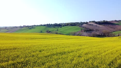 aerial-view-of-yellow-rapeseed-field-during-blossom-season,-drone-fly-above-hill-farm-countryside