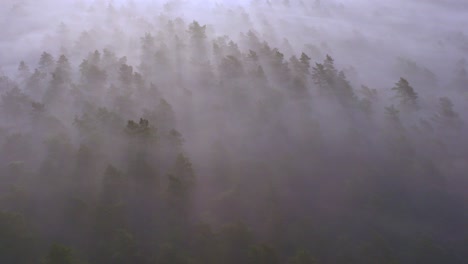 misty forest from above