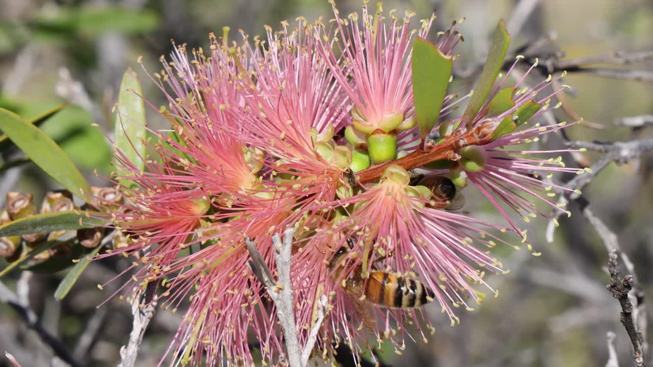 las abejas polinizan activamente las flores rosas en la naturaleza