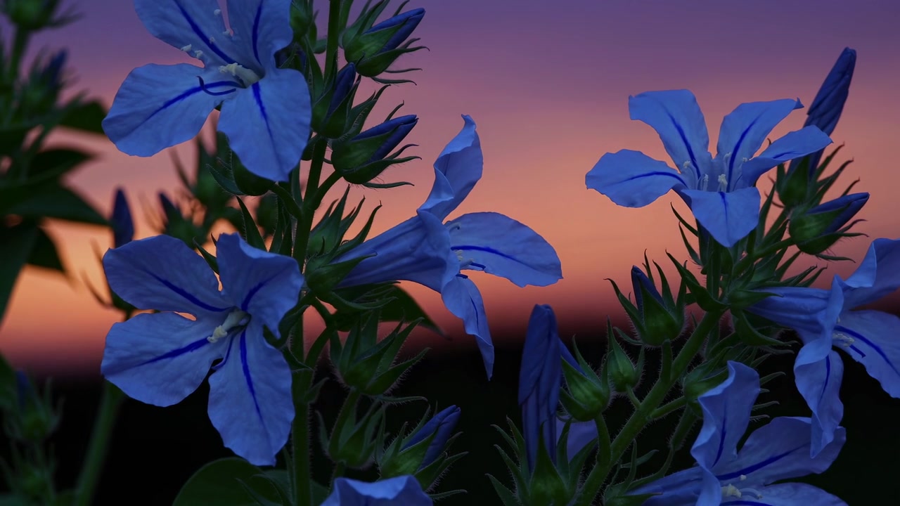 Vivaci fiori di plumbago blu che ondeggiano contro un cielo colorato al tramonto