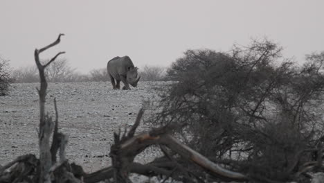 Vom-Aussterben-Bedrohtes-Spitzmaulnashorn,-Das-Im-Felsigen-Land-Afrikas-Spaziert