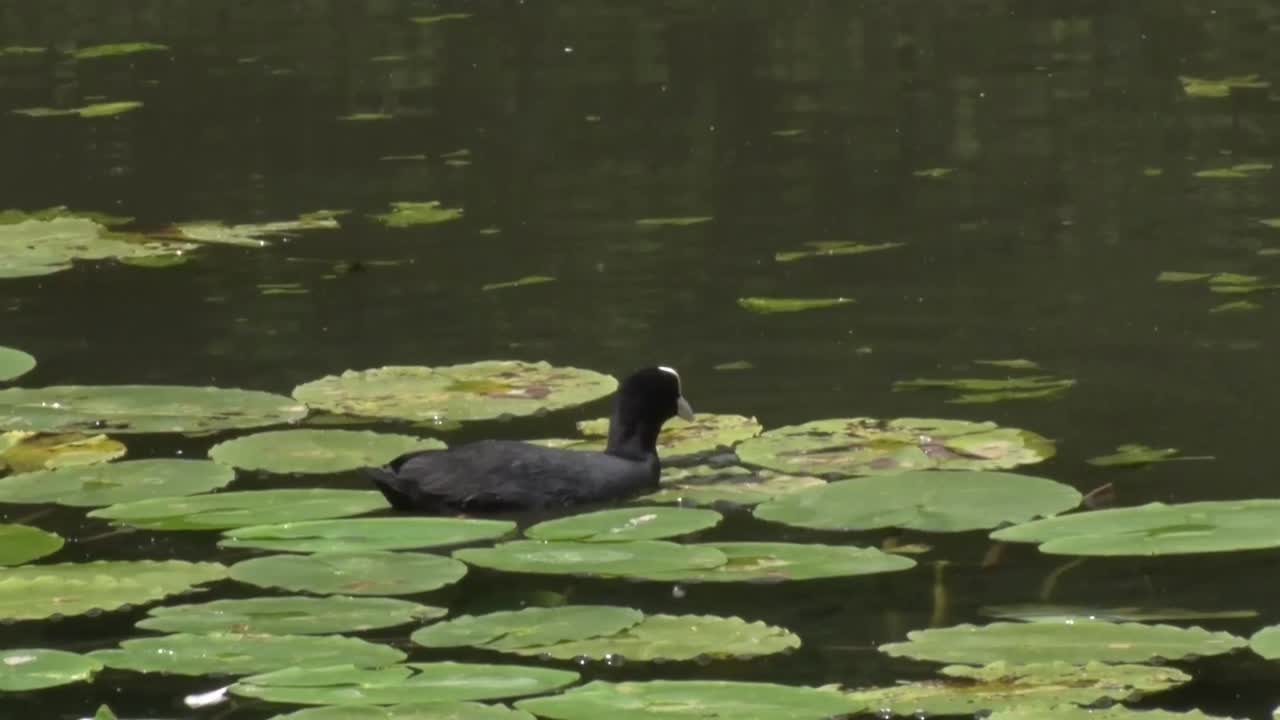 coot, fulica atra, que se alimenta entre las plantas acuáticas