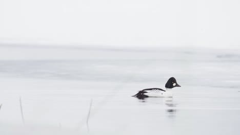 patos marinos de ojo dorado comunes en el lago de invierno