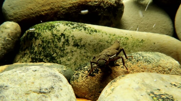 Stonefly nymph crawling on a rock in a trout stream, moving towards camera and panning backwards