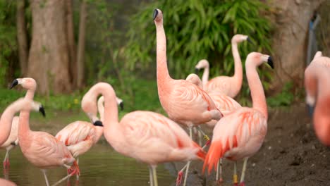 Los-Flamencos-Chilenos-De-Color-Rosa-Brillante-Miran-A-Su-Alrededor,-Estirándose-Y-Acicalándose