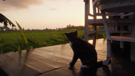 a serene scene featuring a cat sitting on a wooden deck during sunset, with lush rice fields in the background