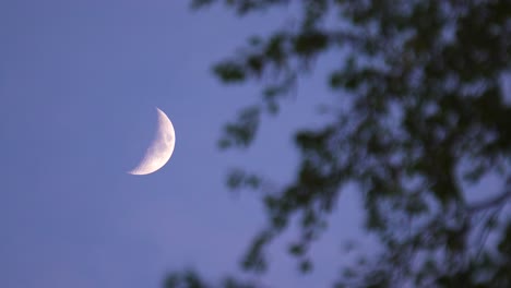 Zunehmender-Halbmond-Im-Klaren-Blauen-Himmel-Mit-Im-Wind-Flatternden-Ästen