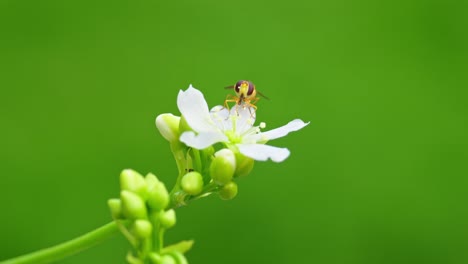 video captures yellow hoverfly on venus flytrap's white blooms, feeding on nectar, pollen-covered, with copy space