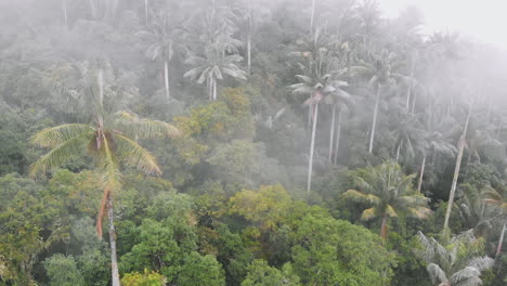 aerial view of beautiful wax palm in the middle of forest