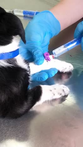 puppy blood draw at veterinary clinic