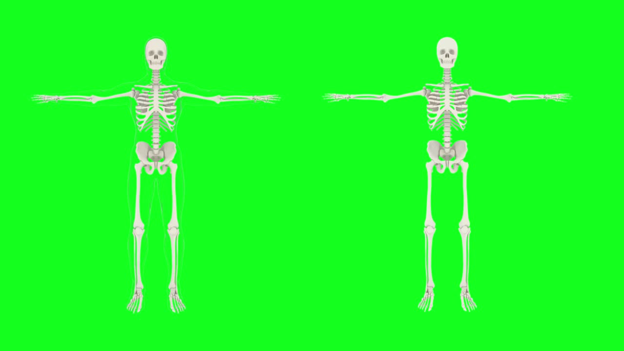 esqueleto humano y silueta humana sobre un fondo verde en pleno crecimiento. ilustración gráfica.