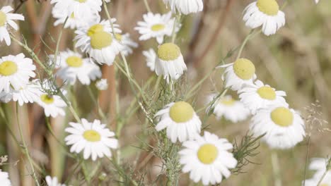 white daisies in the wind