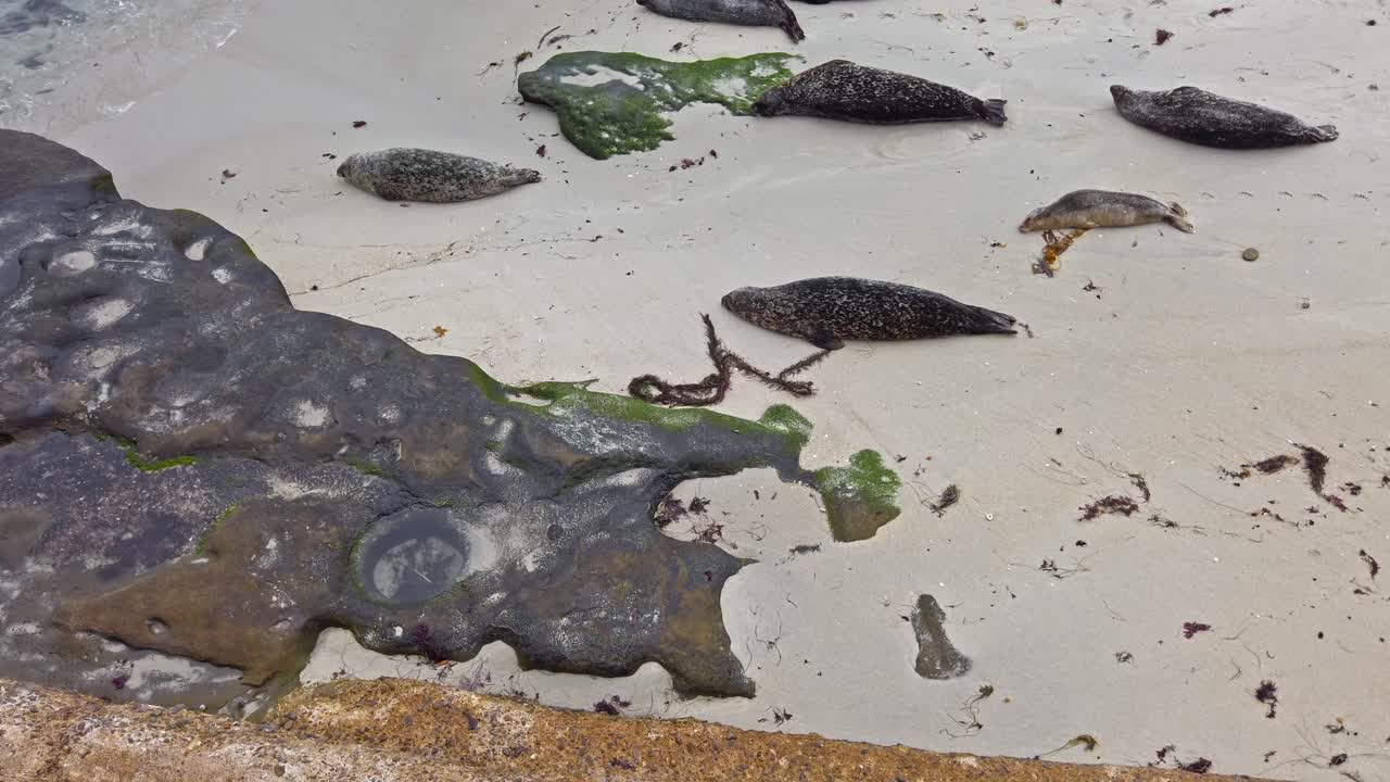 Crowd of harbor seals sleeping and rotating from the belly on the beach
