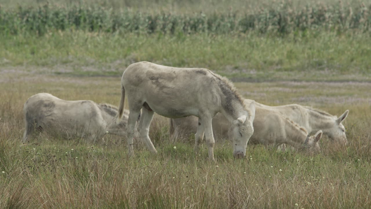 당나귀 의 클로즈업