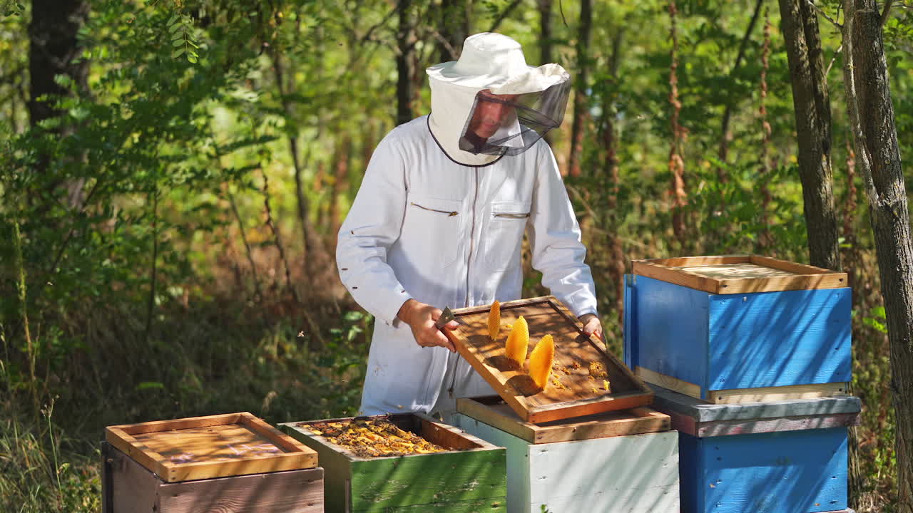 Apicoltori al lavoro per raccogliere il miele. Apicoltore che tiene un telaino di favo con le api.
