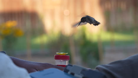 a male broad-tailed hummingbird drinks sugar water from a handheld feeder in a man's lap