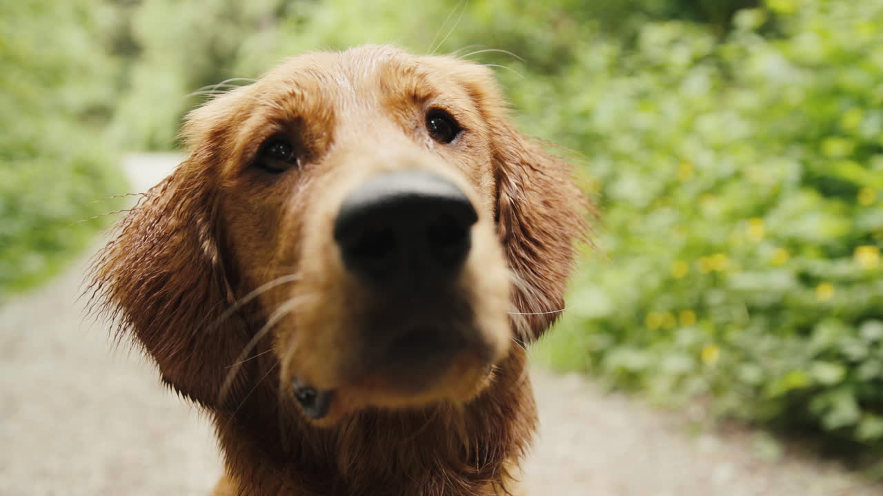 골든 리트리버 강아지가 주위를 둘러보고 닫습니다.