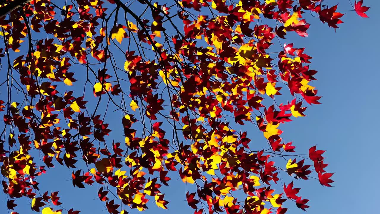 Vibrant autumn leaves against a clear blue sky, captured from a low angle