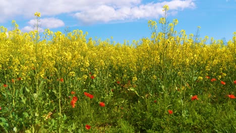 rapeseed field cultivated on the costa brava of spain tranquility harmony and nature