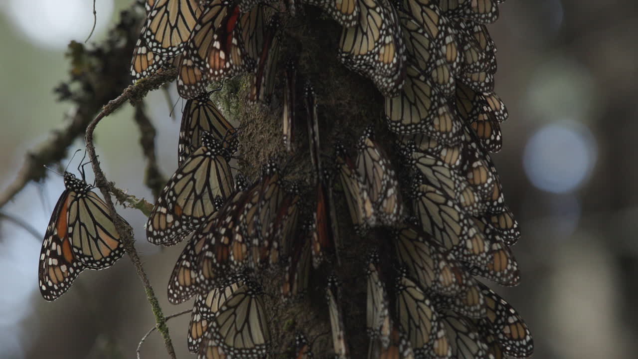 A large group of Monarch butterflies sleeping on a tree in the Monarch Butterfly Sanctuary in Michoac&aacute;n in Mexico