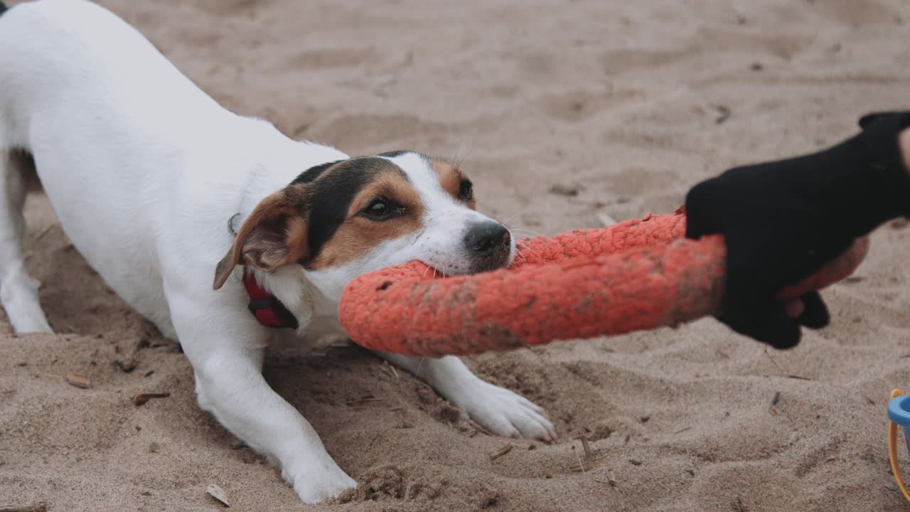 perro jugando con un juguete en la playa