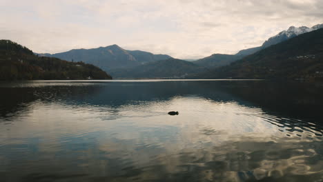 drone flies towards a duck in a teal blue caldonazzo lake