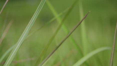 una hierba perenne originaria de asia tropical y subtropical y también introducida en varios países
