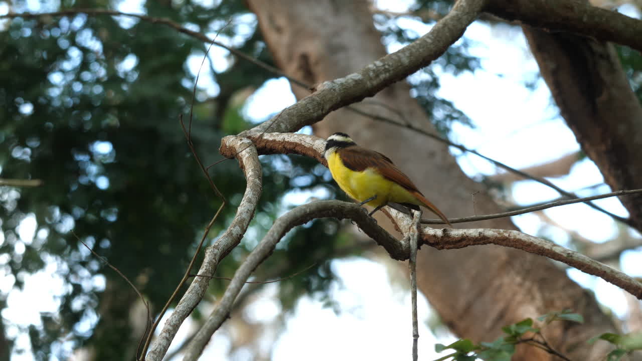 el cazamos moscas social descansa en una rama en medio de la vegetación costarricense.