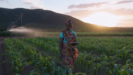 close-up. black african woman farmer in traditional clothing using a digital tablet monitoring a large corn crop. irrigation in background