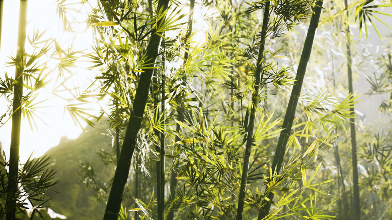 두꺼운 안개 속 에 있는 대나무 숲