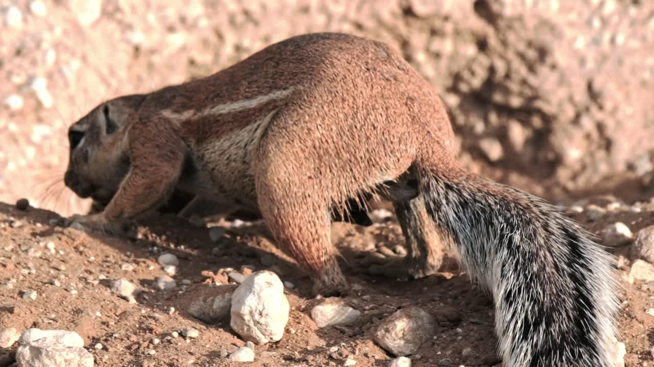A ground squirrel digging and moving sand around near it's burrow