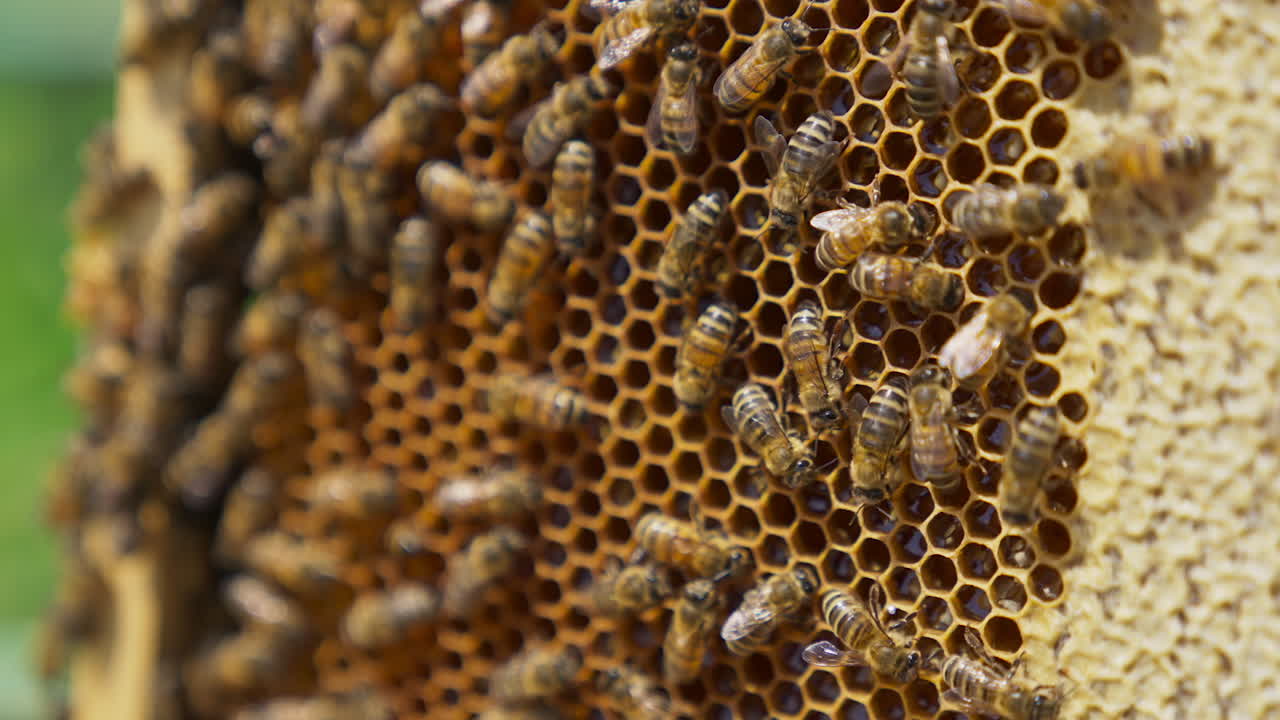 Worker bees roaming around the honey frame. Bees producing organic honey at the bee farm. Honey frame close up.