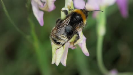 bumblebee clinging on a beautiful flower in the garden and sucking nectar