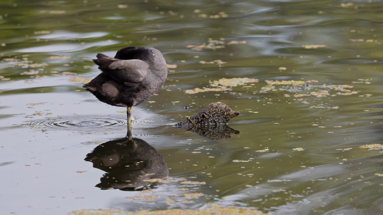 A common coot standing and preening it's feathers in the marsh in keoladeo bird sanctuary, ecosystem, Fulica atra, India.