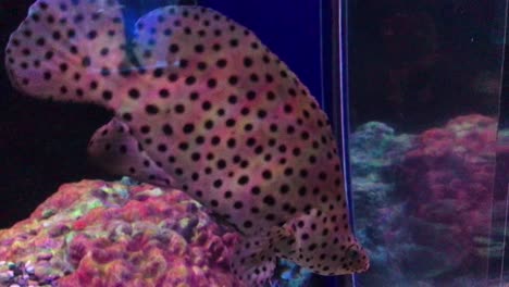 the beautiful humpback fish in an aquarium tank, close up humpback fish swimming