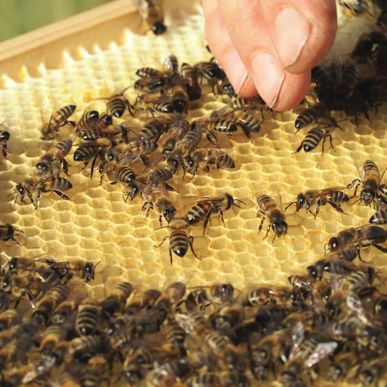 Beekeeper examines bees in honeycombs. Frames of a beehive. Apiculture