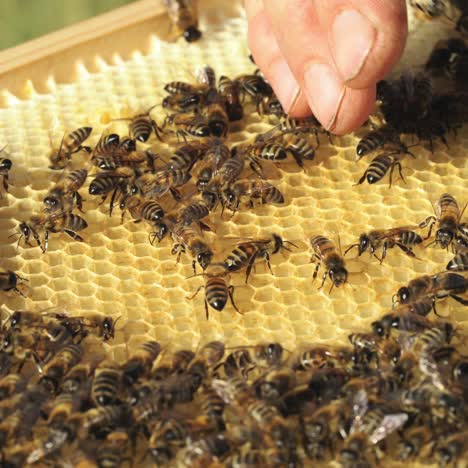 beekeeper examines bees in honeycombs. frames of a beehive. apiculture