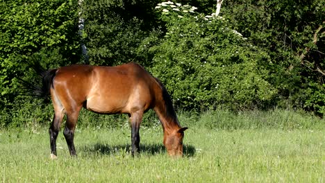 brown horse is grazing in a spring meadow