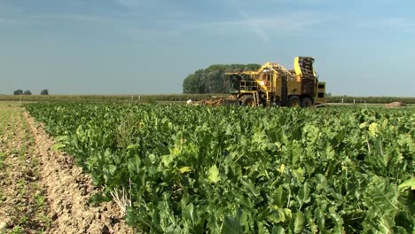 Harvest-of-sugar-beets-near-Straubing-in-Bavaria,-Germany