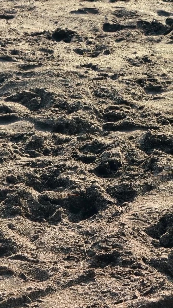 Footprints in Dark Sand on a Sunny Beach