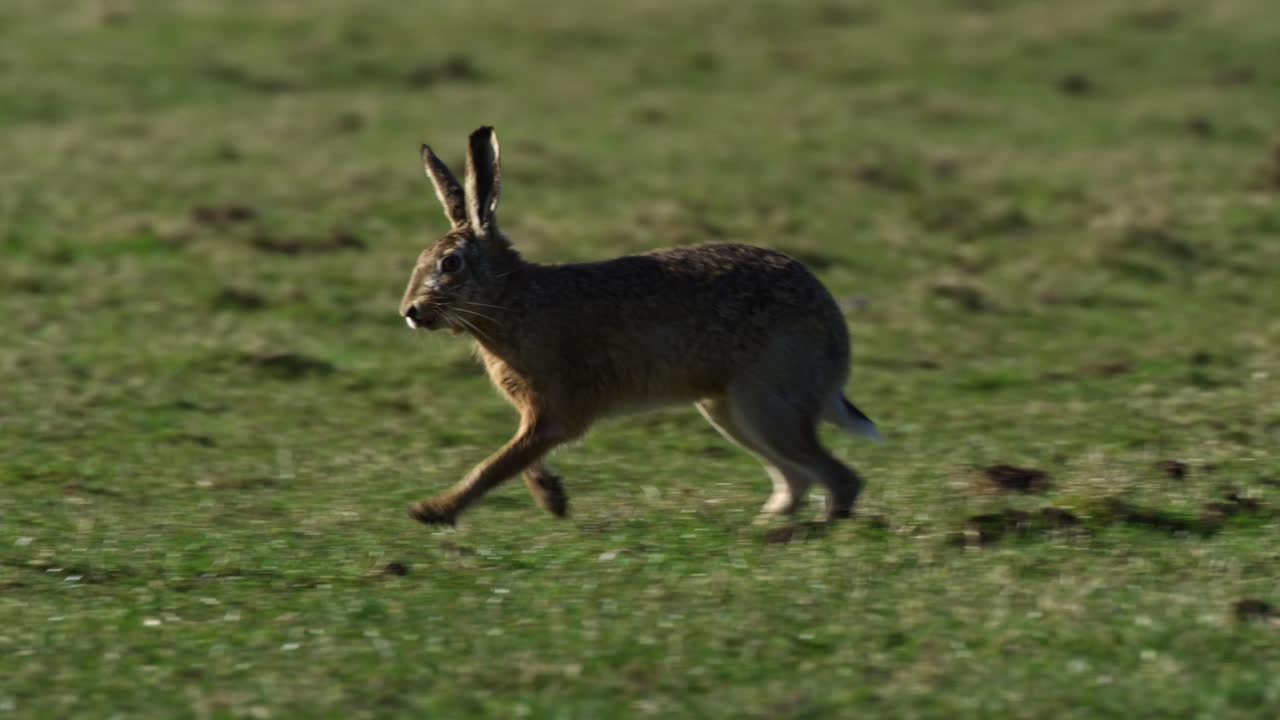 Hare in a Field