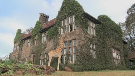 giraffes mill around outside an old mansion in kenya 9