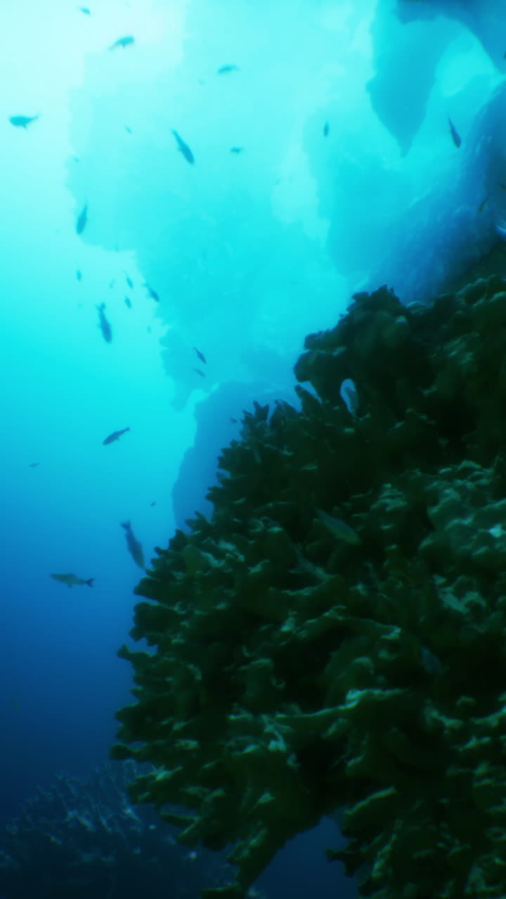 impresionante vista bajo el agua de un arrecife de coral