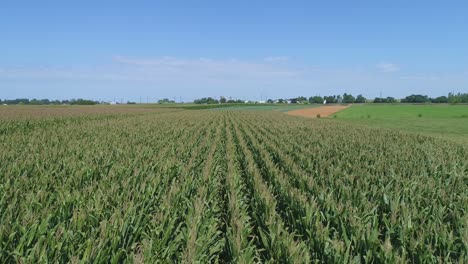 an aerial close up view of amish farmlands and countryside with corn fields on a sunny summer day