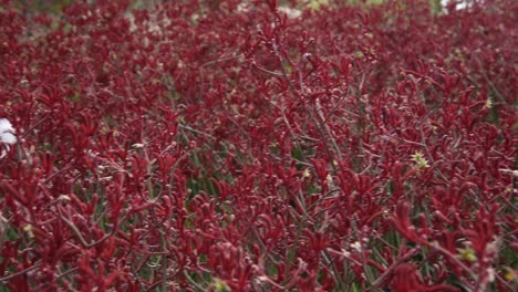 field of deep red coloured australian native kangaroo paw flowers