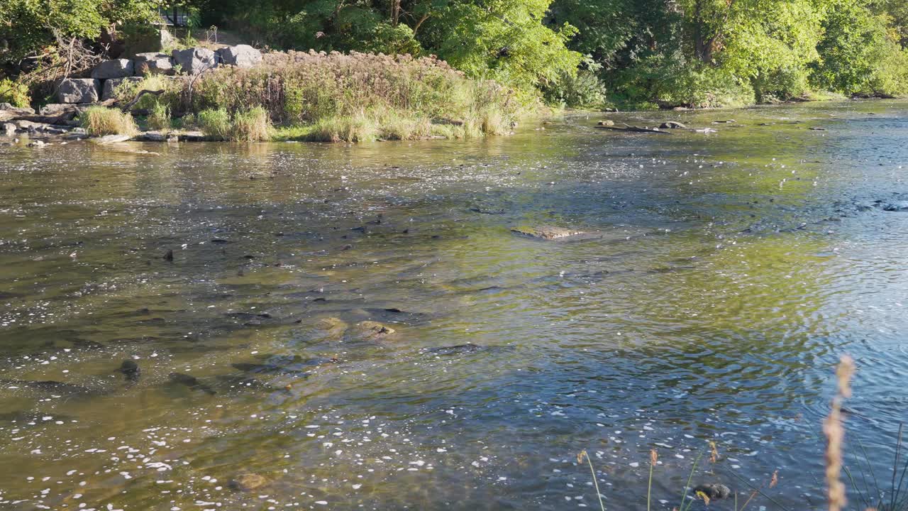 Salmon swimming upstream in a shallow river surrounded by lush green trees and rocky banks