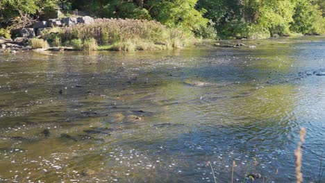salmon swimming upstream in a shallow river surrounded by lush green trees and rocky banks