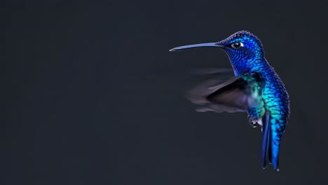 Close-up side view of a vibrant hummingbird in flight against a dark background, capturing motion