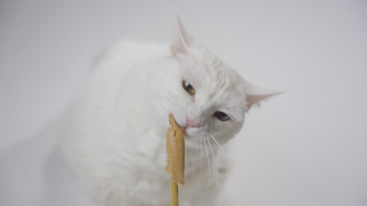 кошка наслаждается лакомством на простом белом фоне, статический средний выстрел, спокойный и сосредоточенный, как язык лижет